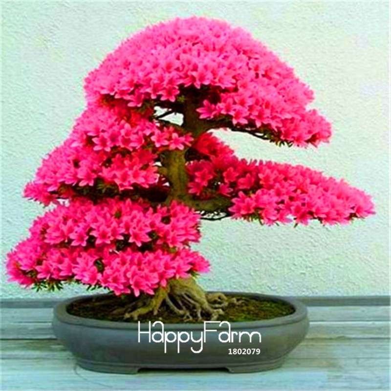 Cherry Blossom Seeds - Easy to Grow Sakura Bonsai Tree for Home Garden, Perennial Flower Like Azalea