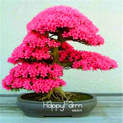 Cherry Blossom Seeds - Easy to Grow Sakura Bonsai Tree for Home Garden, Perennial Flower Like Azalea