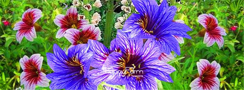 Salpiglossis Sinuata Seeds - Colorful Bonsai Flower for DIY Home Garden Planting