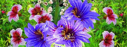 Salpiglossis Sinuata Seeds - Colorful Bonsai Flower for DIY Home Garden Planting