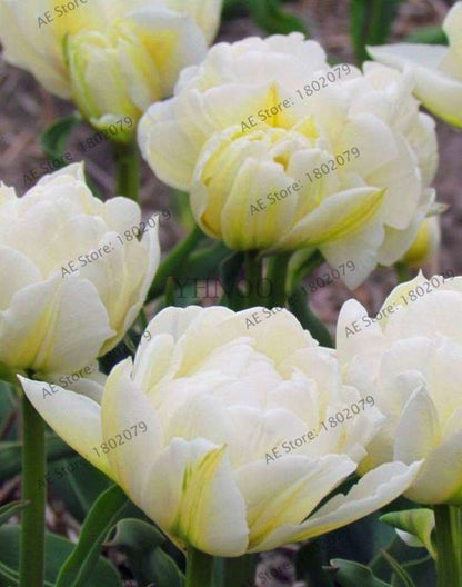 Rare Double Tulip Bulbs - Premium Imported Tulip Seeds for Home Garden Planting