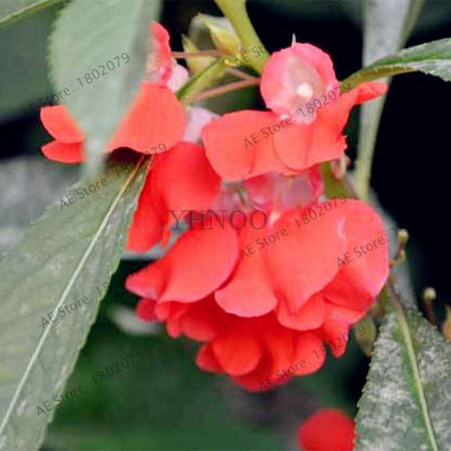 Bonsai Impatiens Seeds - Touch-Me-Not Flower Seeds for Home & Garden Planting - Easy Grow Bonsai Plants