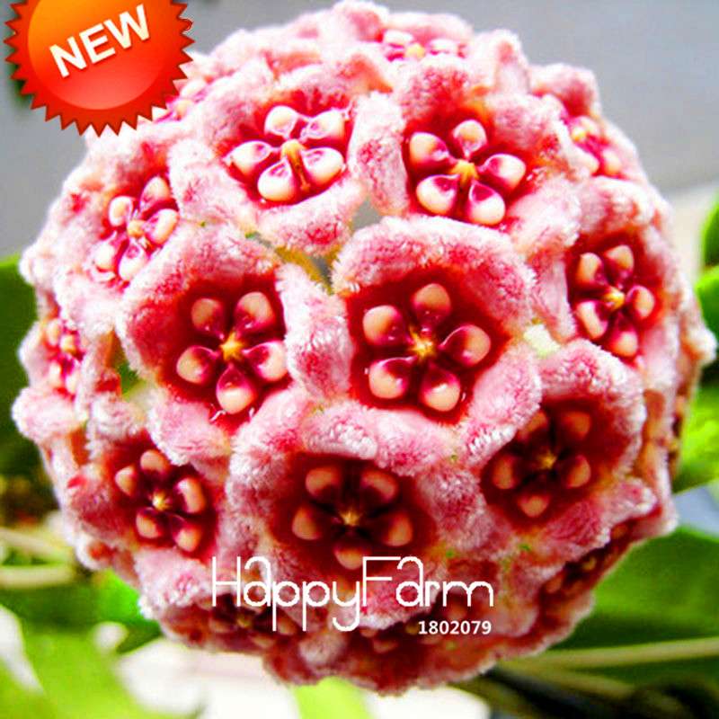 Buy Hoya Carnosa Seeds - Potted Flower Seeds for Home Garden Planting, Perennial Orchid-Like Blooms