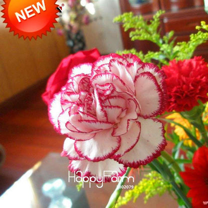 Red Dot & Edge Carnation Seeds - Potted Dianthus Caryophyllus Flowers for Garden, Courtyard