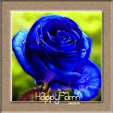 Colorful Rainbow Rose Seeds - 20 Varieties, for Bonsai & Flower Pots | Premium Planting Kit
