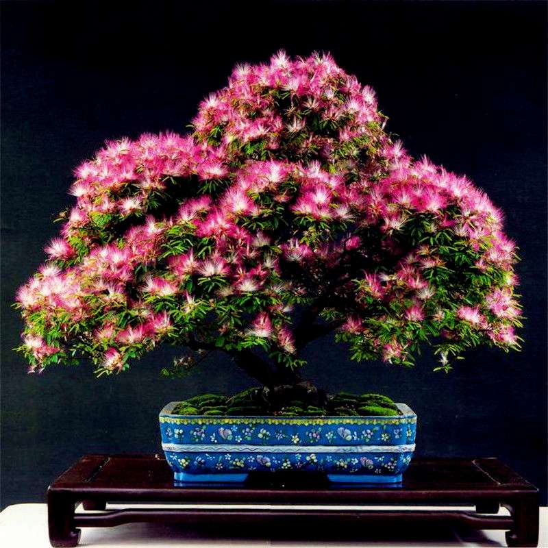 Albizia Flower Seeds (Mimosa Tree) - Bonsai & Ornamental Garden Tree for Home Planting
