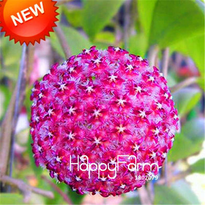 Rare Hoya Carnosa Orchid Seeds - Home Bonsai Flower Seeds for Planting