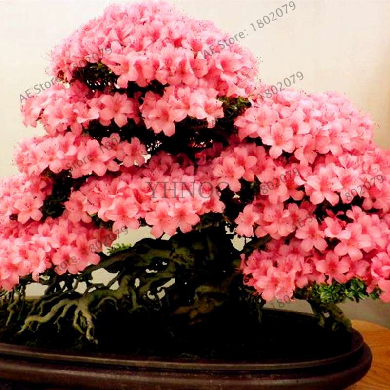 Japanese Sakura Seeds - Grow Beautiful Cherry Blossom Bonsai Trees for Garden & Pots | Fast Blooming