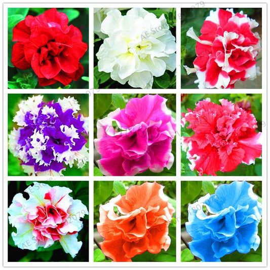 Double Petal Petunia Seeds - Vibrant Indoor Flower Bonsai Plants for Home & Garden