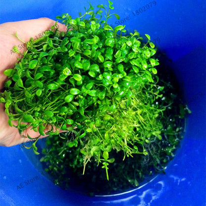 Mixed Aquarium Plants Seeds - Fish Tank Decor, Live Water Grass for Aquatic Plant Lovers