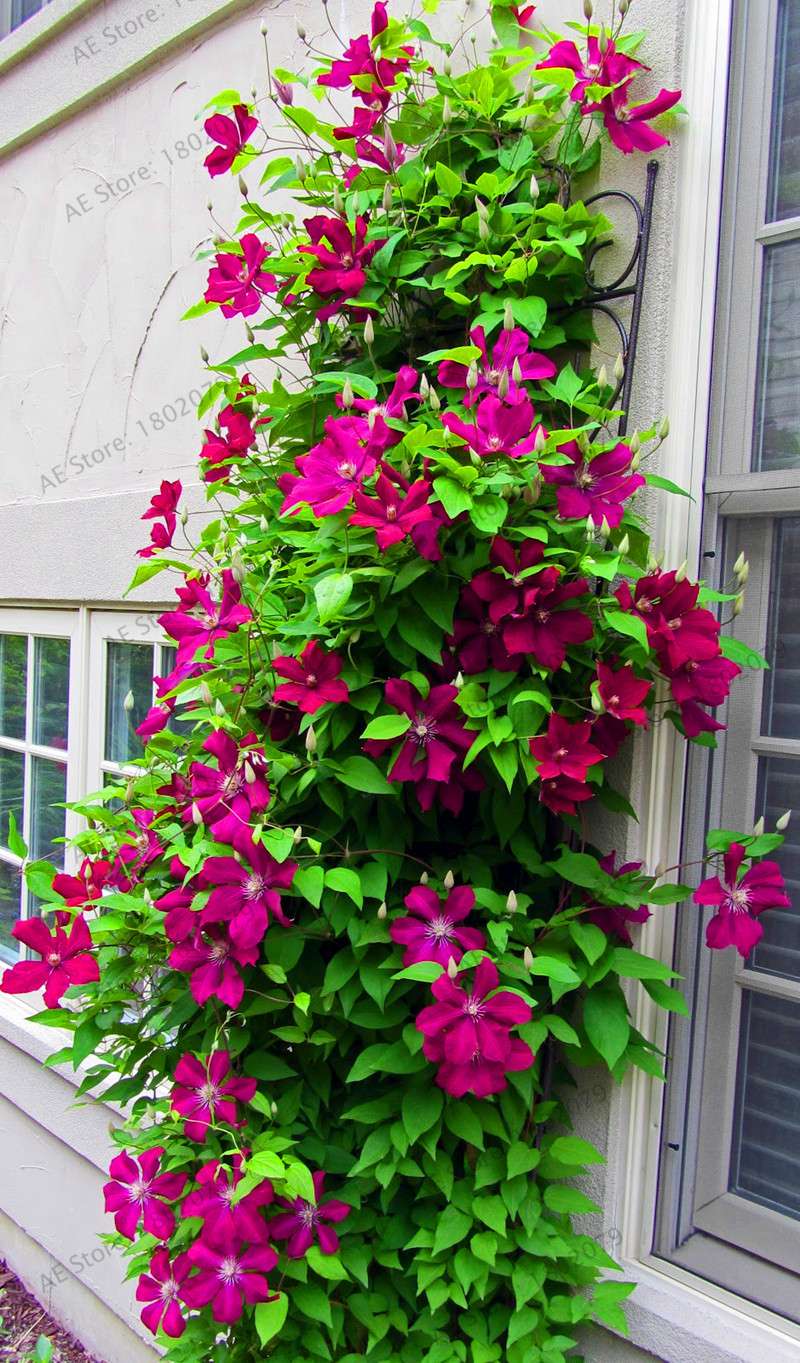 Mixed Clematis Seeds - Easy to Grow Beautiful Bonsai Flowers for Home Garden (Limited Time Offer)
