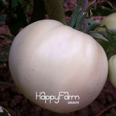 Organic Chocolate Black Tomato Seeds - for Home Garden, Non-GMO Heirloom Vegetable Seeds