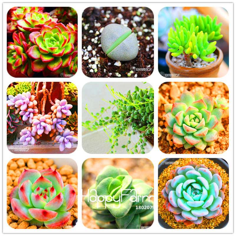 Succulents Seeds - 99 Varieties, Lithops & Bonsai Plants for Office - Easy to Grow, Bulk Pack