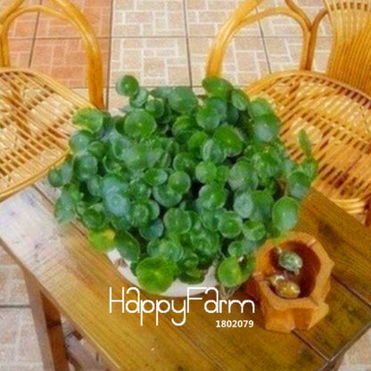 Pilea Seeds for DIY Potted Plants - Grow Indoor/Outdoor Houseplants - Easy Planting Kit
