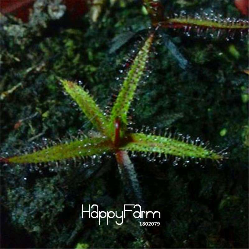 Sundew Seeds - Rare Carnivorous Bonsai Plants, Fresh & Novelty Garden Seeds for Home Gardening