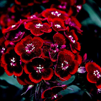 Dianthus Seeds - 24 Vibrant Colors, Easy to Grow, High Germination for DIY Garden Flowers | Fast Shipping