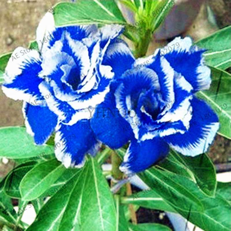 Mixed Color Desert Rose Seeds - Easy to Grow Bonsai Flower for Home Garden Planting