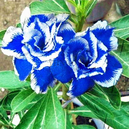 Mixed Color Desert Rose Seeds - Easy to Grow Bonsai Flower for Home Garden Planting