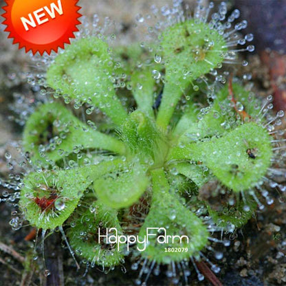 Sundew Plant Seeds - Small Carnivorous Bonsai, Fresh DIY Home Garden Kit, Novelty Plants for Indoor Gardening