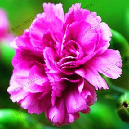 Rare Carnation Seeds - Dianthus Caryophyllus, Potted Bonsai Flower Seeds for Mother's Day, Home Garden Planting