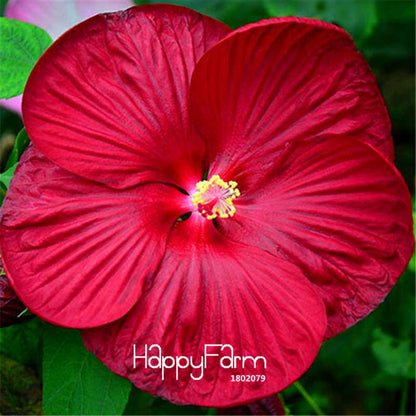Red Giant Hibiscus Seeds - for Planting, DIY Home Garden Bonsai, Vibrant Blooming Flowers