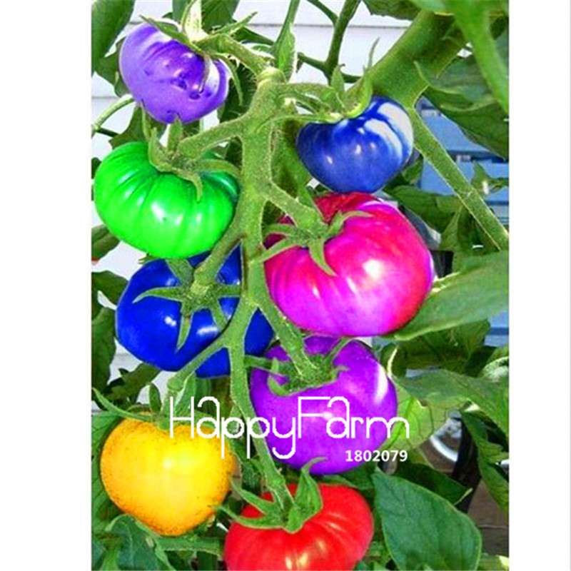 Rainbow Tomato Seeds - Organic Bonsai Veggie & Fruit Seeds for Home Garden, Non-GMO, Easy Grow