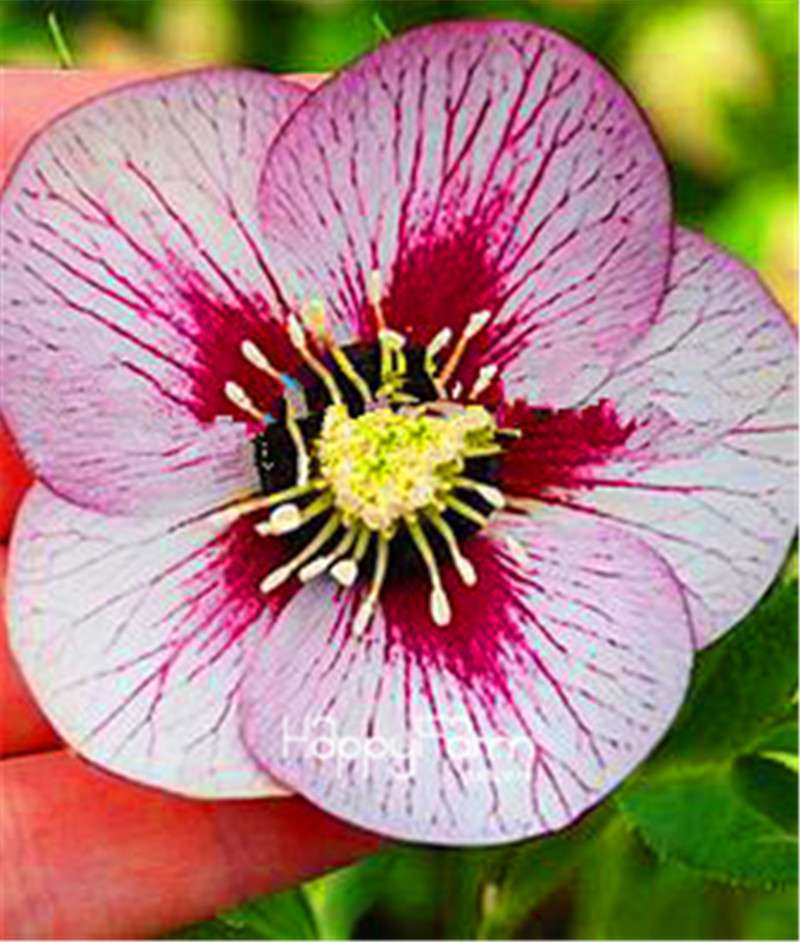 Helleborus Seeds for Bonsai - Grow Exotic Japanese Flowers at Home | DIY Garden Kit