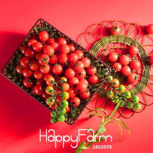 Cherry Tomato Seeds - Non-GMO, High Yield, Easy Grow for Home Garden