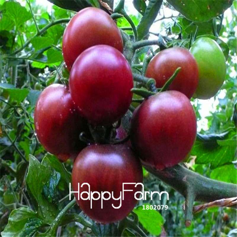 Rainbow Tomato Seeds - Organic Bonsai Veggie & Fruit Seeds for Home Garden, Non-GMO, Easy Grow