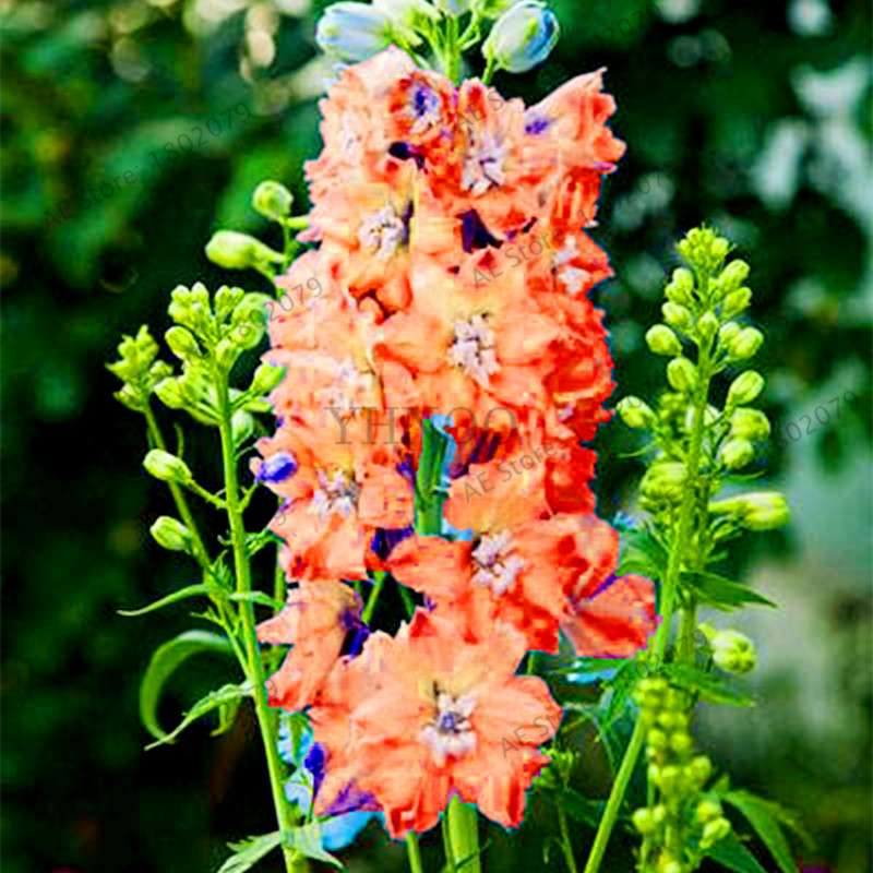 Mixed Color Larkspur Seeds - Rocket Larkspur (Consolida Ajacis) for Home Garden Planting