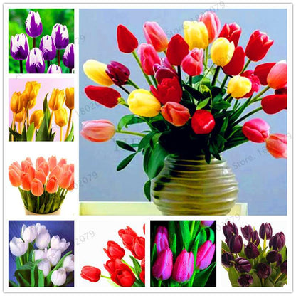 Rare Tulip Seeds - Beautiful Perennial Bonsai Flowers for Home & Garden Planting