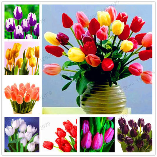 Rare Tulip Seeds - Beautiful Perennial Bonsai Flowers for Home & Garden Planting