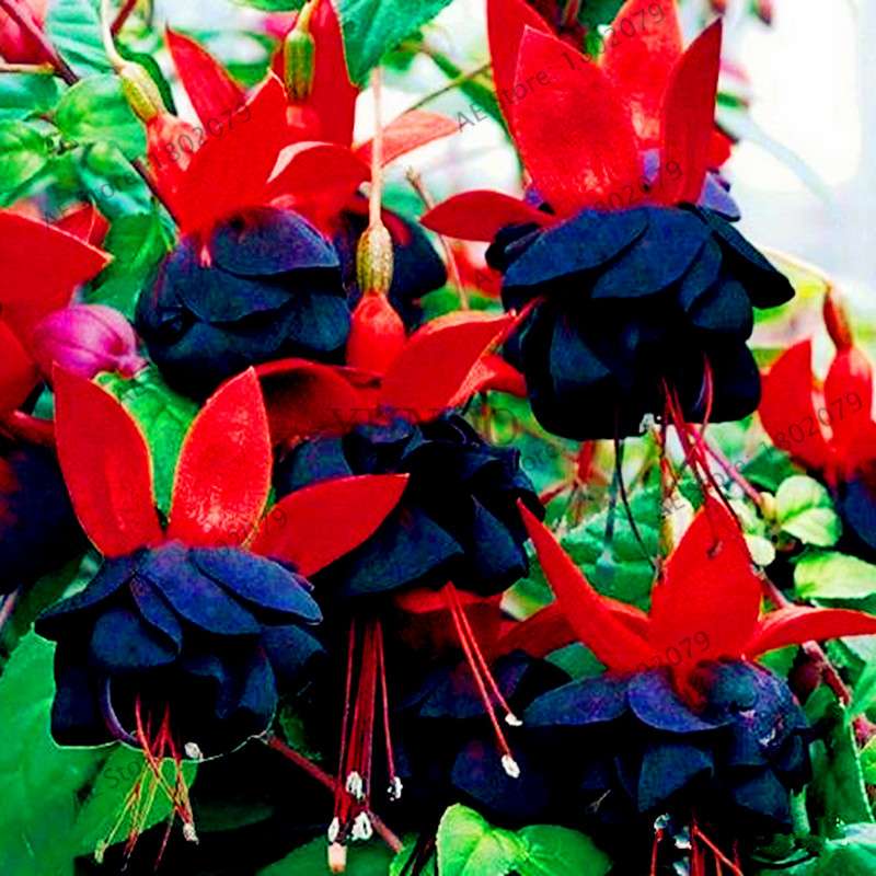 Mixed Color Lantern Flower Seeds - Fuchsia Hybrida Perennial Bonsai Plant for Home & Garden