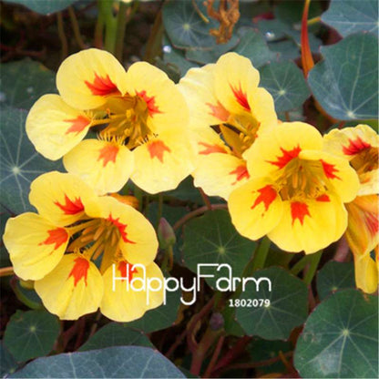 Rare Hanging Nasturtium Seeds - Vibrant Climbing Flowers for Garden & Containers