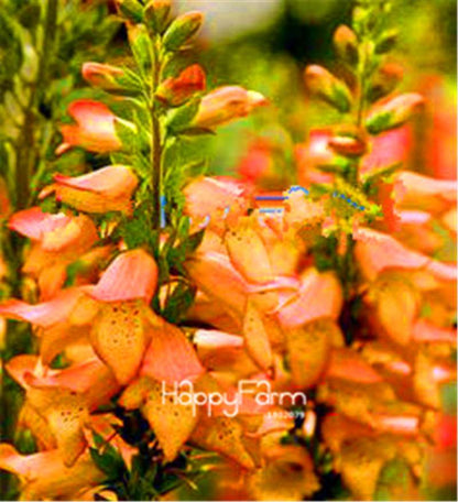Fritillaria Foxglove Seeds - Potted Bonsai Garden Kit for DIY Home Planting | Premium Quality