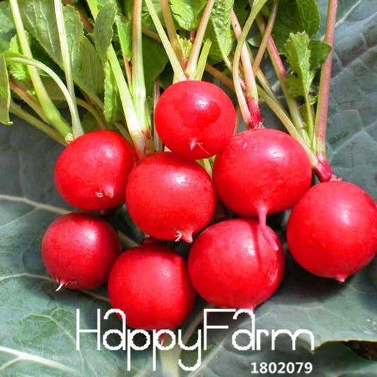 Organic Cherry Radish Seeds - for Balcony, Potted Planting, Fresh Green Veggies | Non-GMO