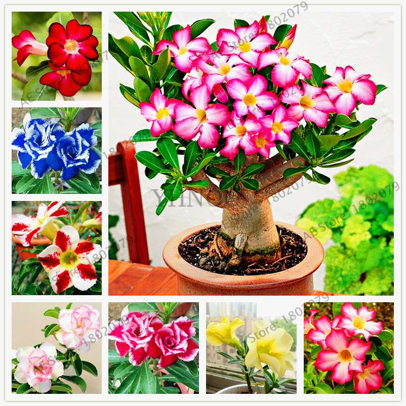 Mixed Color Desert Rose Seeds - Easy to Grow Bonsai Flower for Home Garden Planting
