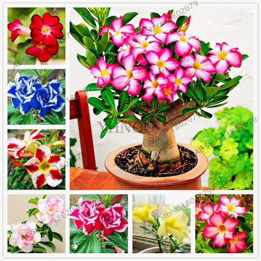 Mixed Color Desert Rose Seeds - Easy to Grow Bonsai Flower for Home Garden Planting