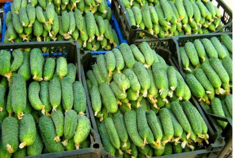 ORZEL Early Cucumber Seeds - Polish Variety, Fast-Growing, Ideal for Home Garden & Open Soil Planting