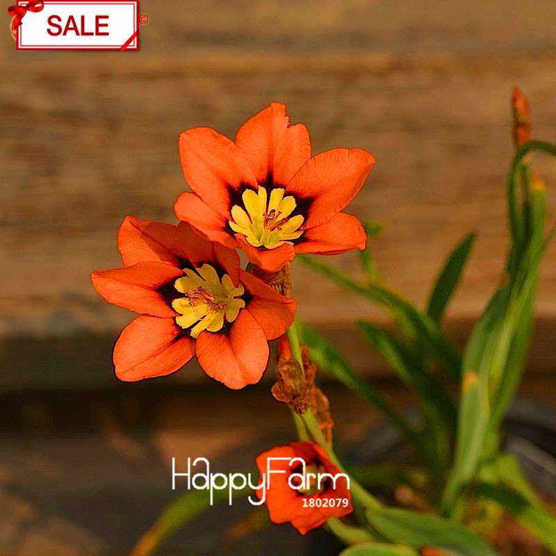 Red Sparaxis Tricolor Rose Flower Seeds - for Balcony Potted Flowers | USA Garden