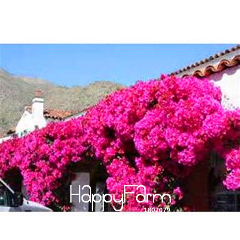 Colorful Bougainvillea Seeds - Spectabilis Willd Bonsai Flower Plants for Home Garden
