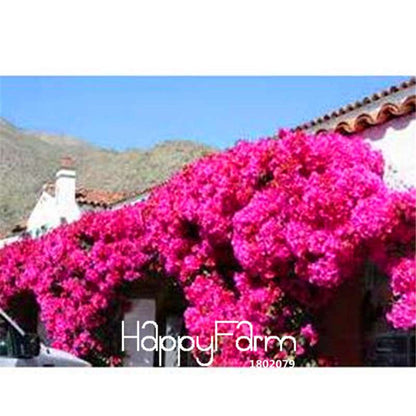 Colorful Bougainvillea Seeds - Spectabilis Willd Bonsai Flower Plants for Home Garden
