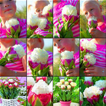 Bonsai Seeds Kit - Grow Stunning Tulip-Like Flowers for Home & Garden | Perennial Potted Plants