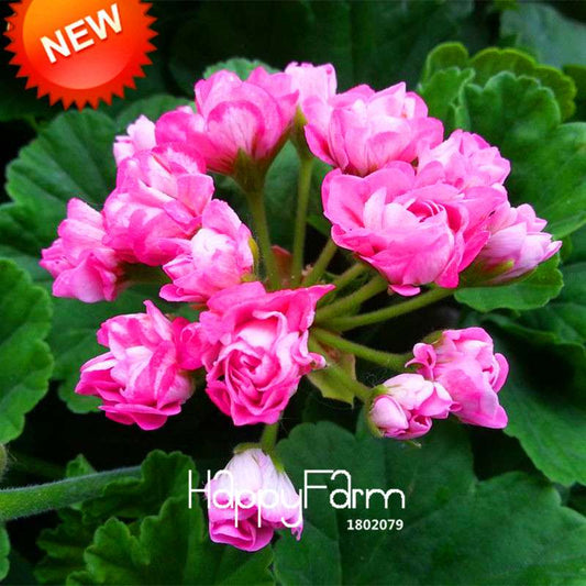 Pink Geranium Seeds - Perennial Pelargonium Peltatum Flower Seeds for Planting
