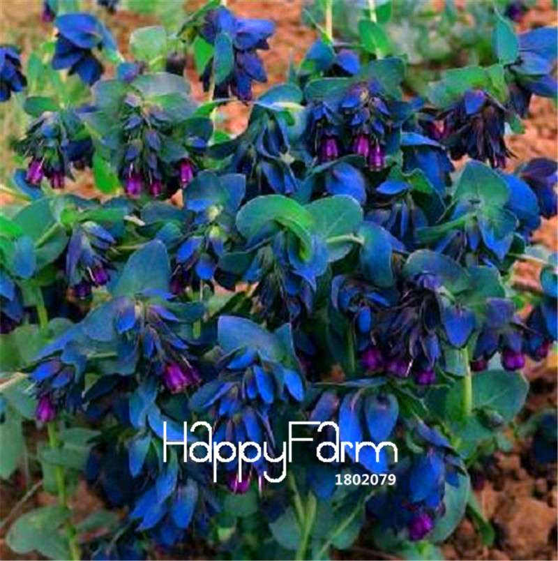 Cerinthe Bouquet Blue Seeds - Easy-Grow Shrimp Plant, Bonsai & Garden Flower Seeds for Home Planting