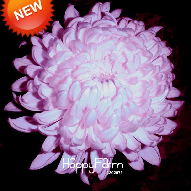 Rare Blue Chrysanthemum Seeds - for DIY Balcony & Home Garden Planting | USA Grown