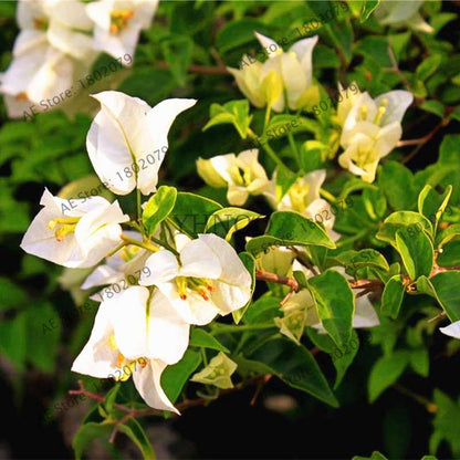 Bougainvillea Bonsai Seeds - Vibrant Flowering Plant for Home & Garden | Fast-Growing, Easy Care