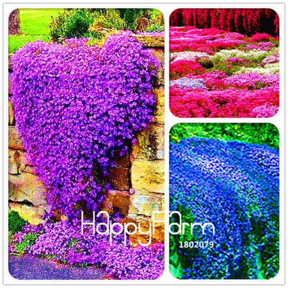 Rock Cress Seeds - Perennial Ground Cover Flowers for Home Garden | Fast-Growing & Low Maintenance