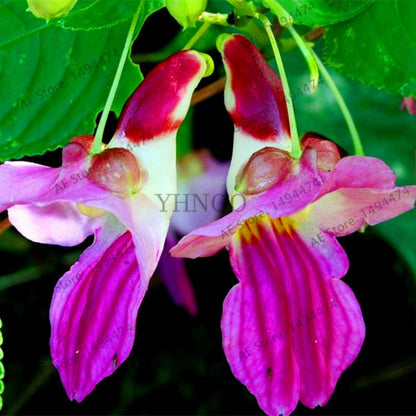 Rare Japanese Colorful Parrot Orchid Seeds - Exotic High-Grade Bonsai & Blooming Plants for Sale