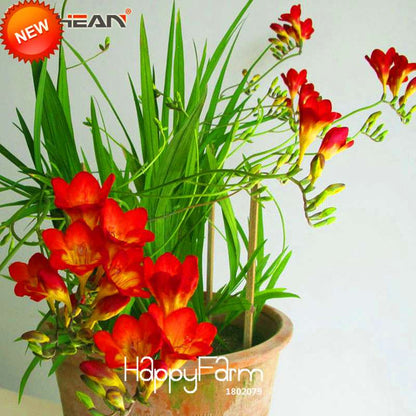 Buy Red Freesia Seeds - Perennial Flower Seeds for Garden & Pots | Free Shipping